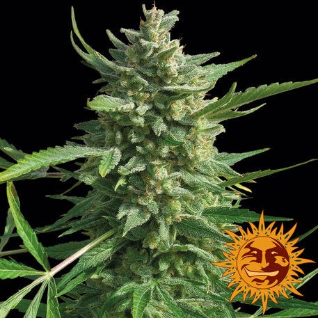 Barneys Farm Seeds - Critical Kush - The JuicyJoint