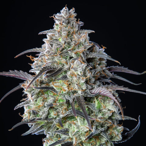 Fast Buds - Mimosa Cake Auto