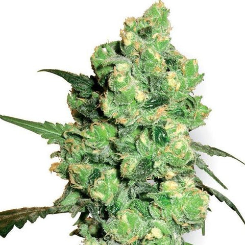 Sensi Seeds - Super Skunk - The JuicyJoint