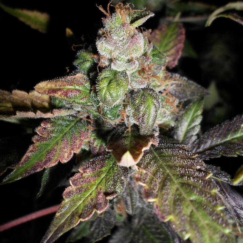 purple strawberry seeds PhenoFinder Seeds