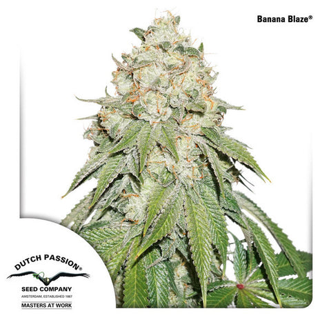 Dutch Passion - Banana Blaze®