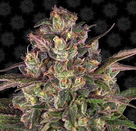 PRICE DROP!! Barneys Farm Seeds - Peyote Critical