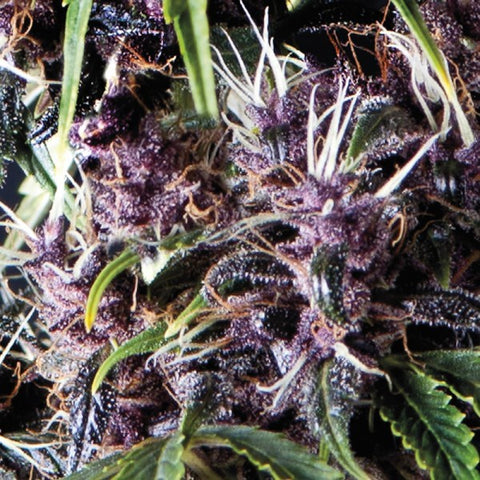 Pyramid Seeds - Auto Purple - The JuicyJoint
