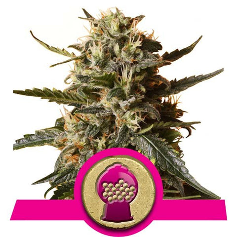 Royal Queen Seeds - Bubblegum XL - The JuicyJoint