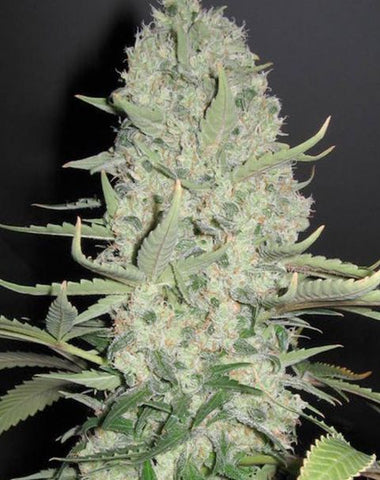 Female Seeds - White Widow x Big Bud - The JuicyJoint