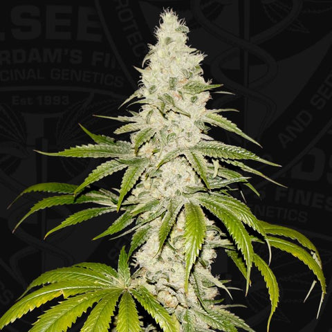 T.H. Seeds - Mont Blanc