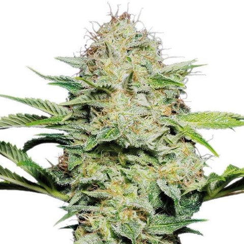 Sensi Seeds - Sensi Skunk Auto - The JuicyJoint