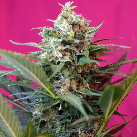 Sweet Seeds - Big Devil XL Auto