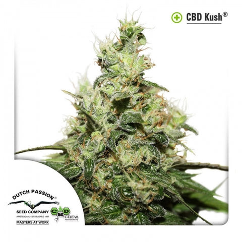 Dutch Passion Seeds - CBD Kush - The JuicyJoint