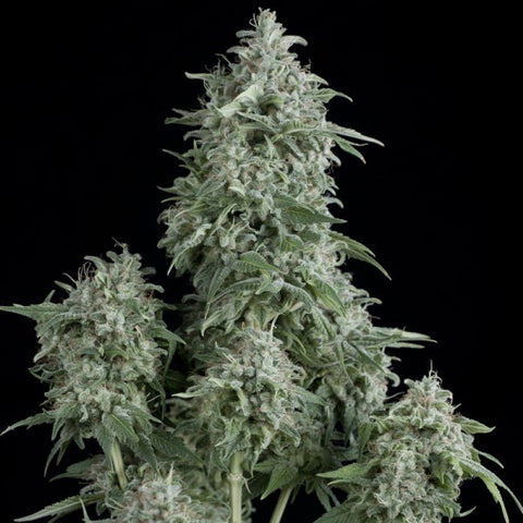 Pyramid Seeds - Anubis - The JuicyJoint