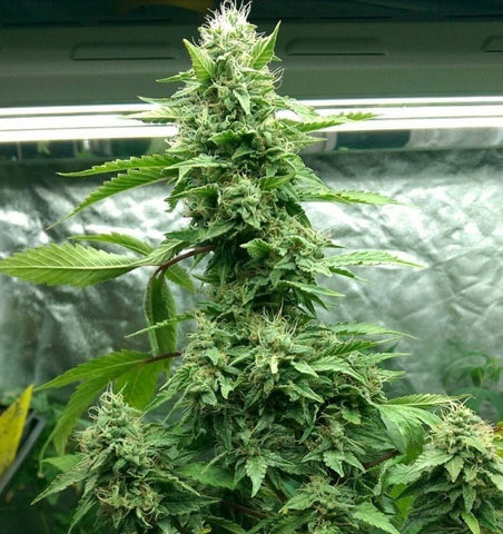 Holy Smoke Seeds - Tre Banana Dawg - The JuicyJoint
