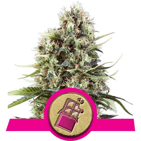 Royal Queen Seeds - Chocolate Haze - The JuicyJoint