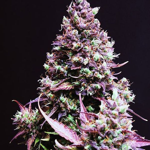 Sweet Seeds - Cream Caramel Auto