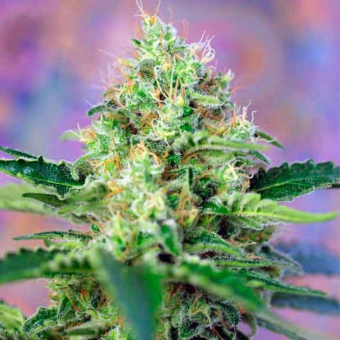 Sweet Seeds - Crystal Candy