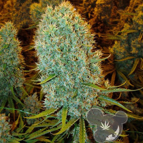 Anesia Seeds - Big Bazooka