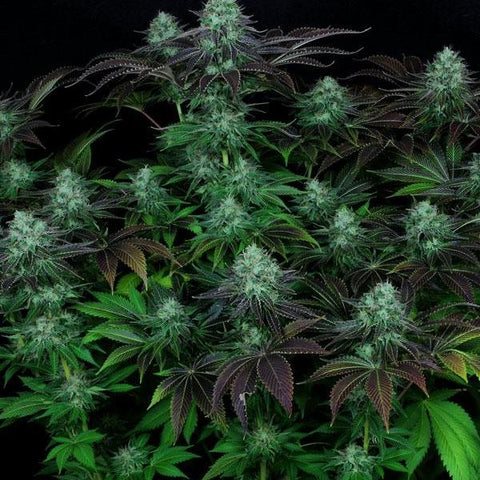 T.H. Seeds - Dark Star Kush