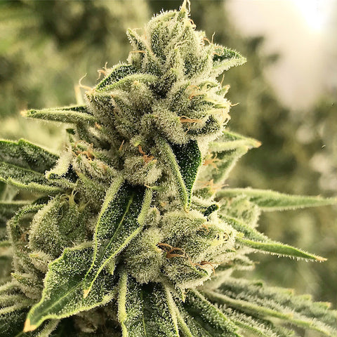 Rare Dankness - Drama - The JuicyJoint