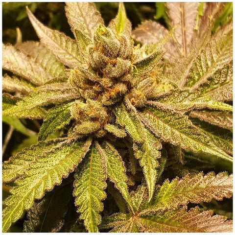 Dankonomics Genetics - Dream Stardawg Regular