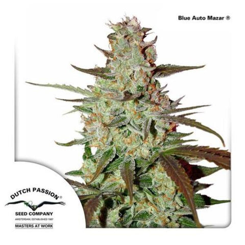 Dutch Passion Seeds - Blue Mazar Auto - The JuicyJoint