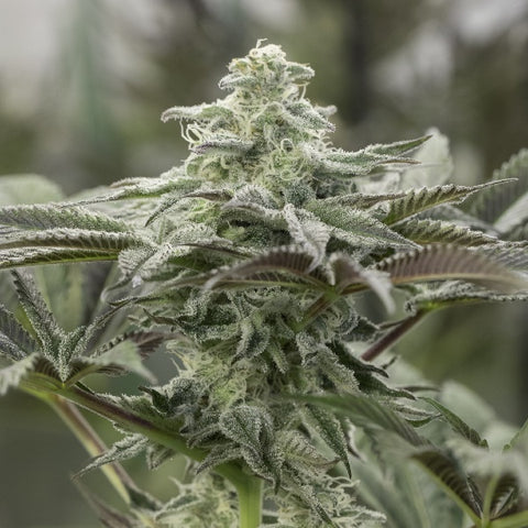 Humboldt Seeds – Lemon Citron
