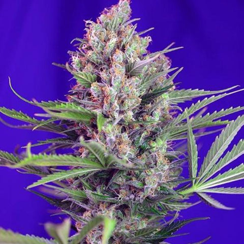 Sweet Seeds - Cream Mandarine Auto