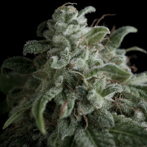Pyramid Seeds - Nefertiti - The JuicyJoint
