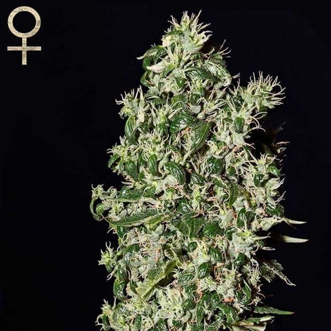 SALE!! Strain Hunters Seeds - Caboose