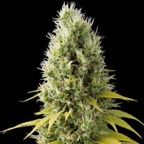 Dinafem Seeds - Shark Shock CBD - The JuicyJoint
