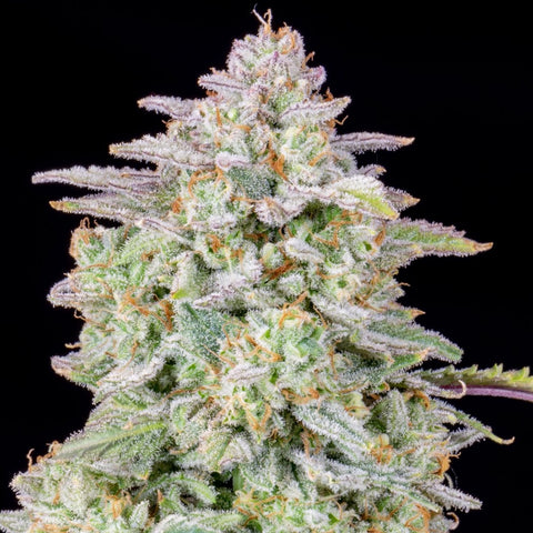 Fast Buds - Forbidden Runtz Auto