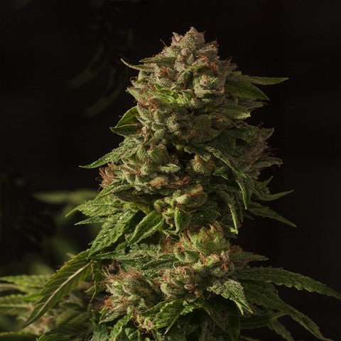 Devils Harvest Seeds - Fallen Angel - The JuicyJoint