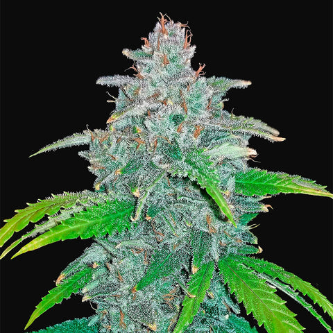 Fast Buds - Blue Dreamatic