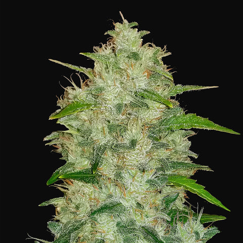 Fast Buds - Original Auto Chemdawg