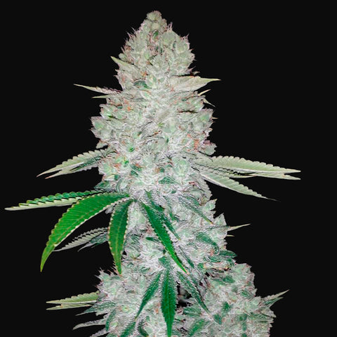 Fast Buds - Gorilla Glue Auto