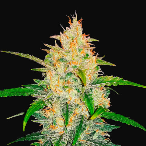 Fast Buds - Zkittlez Auto