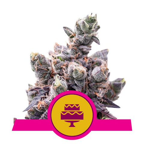 Royal Queen Seeds - Wedding Gelato
