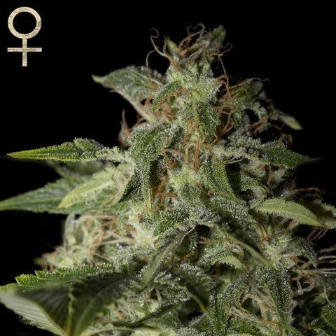 Strain Hunters Seeds - Afgooey
