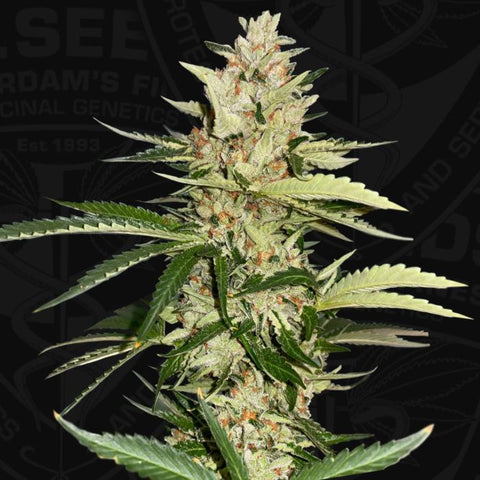 T.H. Seeds - Banana Candy Krush