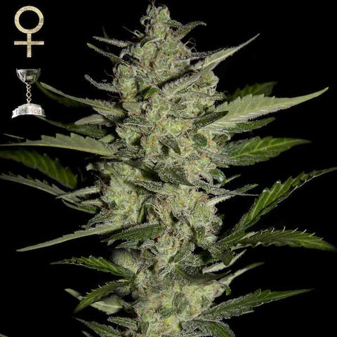 Strain Hunters Seeds - Flowerbomb kush