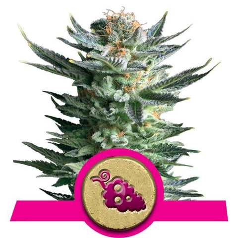 Royal Queen Seeds - Fruit Spirit - The JuicyJoint