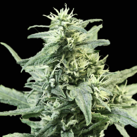 Devils Harvest Seeds - Golden Haze - The JuicyJoint