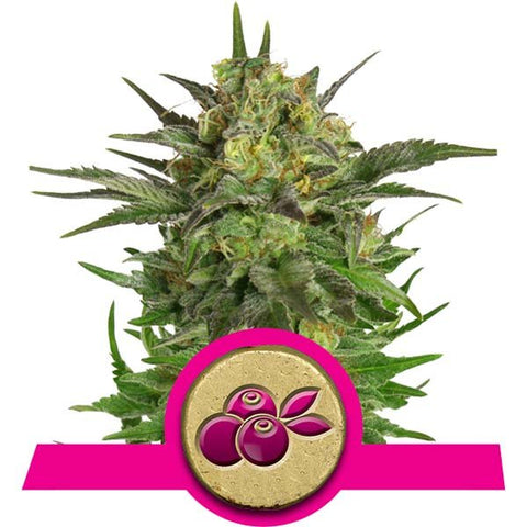 Royal Queen Seeds - Haze Berry - The JuicyJoint