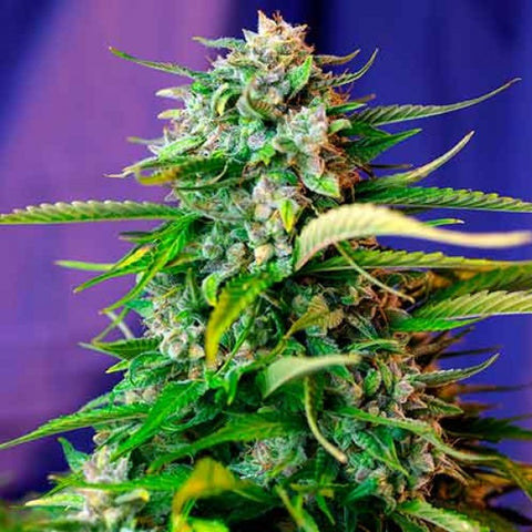 Sweet Seeds - Jack 47