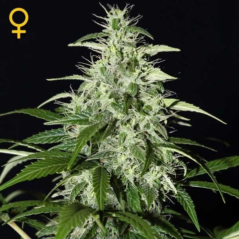Green House Seeds - Kalashnikova Auto - The JuicyJoint