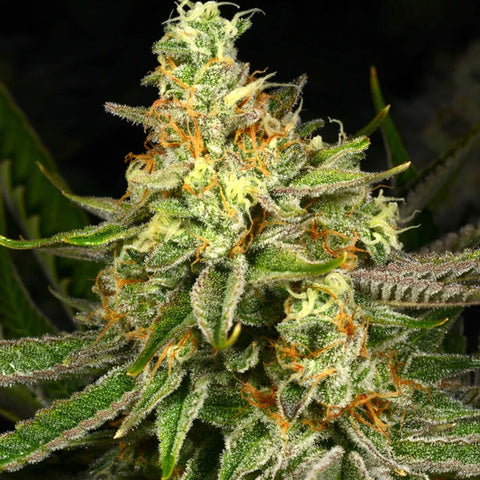 Archive Seedbank - Killer Bees