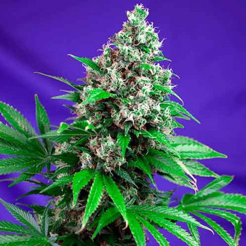 Sweet Seeds - Killer Kush Fast