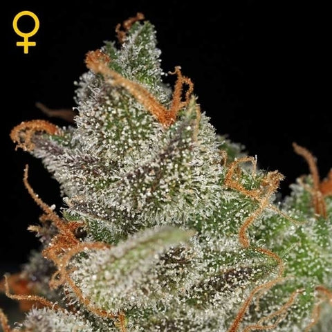 Green House Seeds - Kings Kush Auto - The JuicyJoint