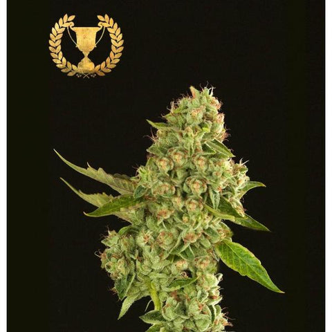 Devils Harvest Seeds - Kuchi - The JuicyJoint