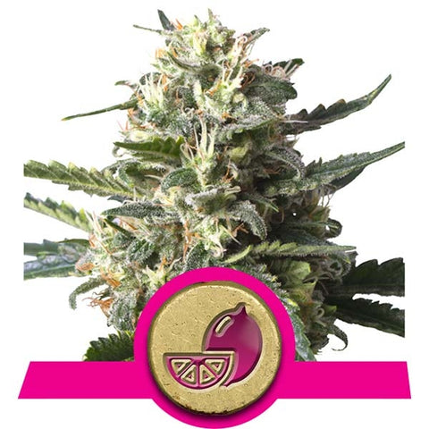 Royal Queen Seeds - Lemon Haze (Also Known As Lemon Shining Silver Haze) - The JuicyJoint