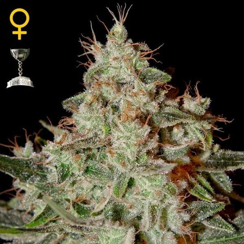 Green House Seeds - Lemon Skunk - The JuicyJoint