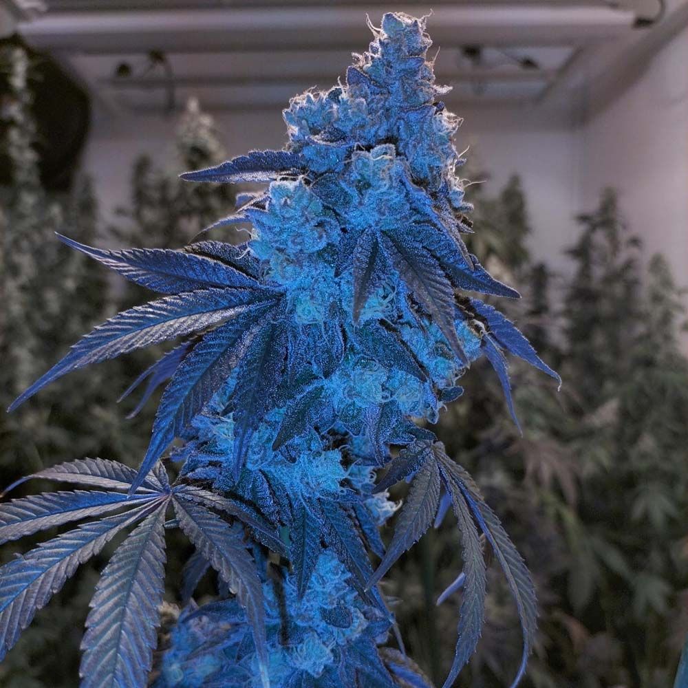 Grounded London Pound Mints x Jealousy Regular Seeds The